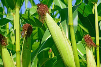 新鲜玉米怎样保存最好？鲜玉米保存方法有哪些？